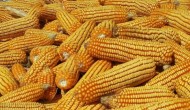 北玉1521玉米种简介，适合哪里种植，产量如何
