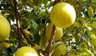 柚子的介绍，柚子的品种有哪些