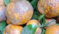 柑橘煤烟病用什么药好，附症状及发病原因