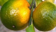 柑橘黄龙病的防治方法，附症状及发病原因