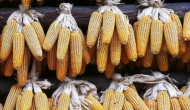 皖玉708玉米种简介，适合哪里种植，产量如何