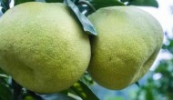 莆田柚子品种