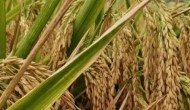 水稻收获季节，我国南方和北方的水稻有什么区别吗