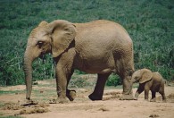 为什么要保护大象 要保护大象的原因