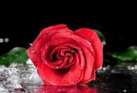 类似玫瑰花花瓣的花是什么花 类似玫瑰花花瓣的花是哪些花