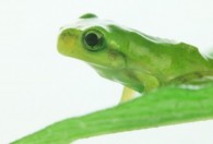 牛蛙的肤色为什么会改变 牛蛙的肤色会改变的原因