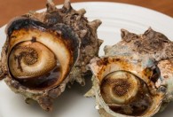 活海螺怎么保存 活海螺的保存方法