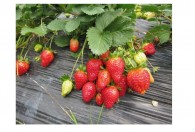 摘的草莓怎么保存 摘的草莓如何保存