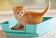 小猫多大可以用猫砂 小猫多久可以用猫砂