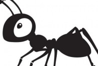家里爬蚂蚁是怎么回事 家里爬蚂蚁的原因