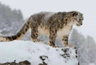 雪豹为什么生活在几千米高的山上 雪豹生活在高山上的原因