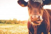 牛为什么有四个胃 牛有四个胃是什么原因