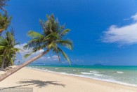 为什么椰子树生长在海边 椰子树生长在海边的原因