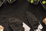盆栽的营养土表面发霉是怎么回事 盆栽的营养土表面为什么发霉