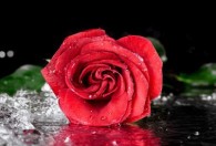 玫瑰盆栽的养殖方法和注意事项 如何养殖盆栽玫瑰呢