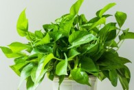 净化甲醛的植物有哪些 有关净化甲醛的植物介绍