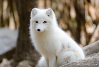 白狐是保护动物吗 白色狐狸是国家保护动物吗