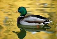 绿头鸭是保护动物吗 绿头鸭属不属于保护动物