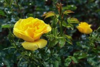 如何养好黄玫瑰 怎样养好黄玫瑰