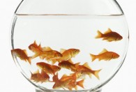 如何养好鱼的鱼缸 怎么养好鱼的鱼缸