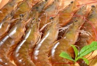 观赏虾的养殖方法和注意点 观赏虾的养殖方法是什么