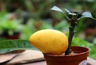 芒果树种植方法和时间 芒果树什么时候种植以及方法