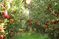 苹果树种植的时间和方法 苹果树如何种植