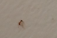 家里有红蚂蚁怎么回事 家里有红蚂蚁是为什么