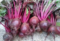 红菜头保存方法 红菜头保存方法介绍
