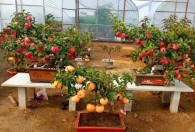 盆景苹果树种植方法 盆景苹果树如何种植
