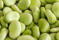晒干的蚕豆怎么做好吃 晒干的蚕豆如何做好吃