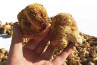 野生猴头菇怎么做既简单又好吃 野生猴头菇如何做既简单又好吃