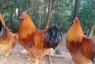 养殖的公鸡要注意什么 养殖公鸡有哪些注意事项