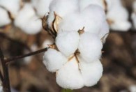 棉花什么时候种植节气 种植棉花季节简介