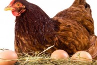 如何养好蛋鸡 蛋鸡应该如何养殖