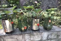 家里院子能栽草莓吗 家里院子是否能栽草莓