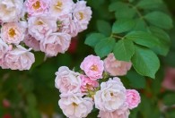 蔷薇花的养殖方法 蔷薇花怎么养