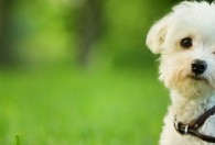 贵妇犬的养殖方法和注意事项 如何养殖贵妇犬