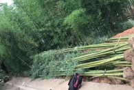 雷竹如何种植能高产 雷竹怎么种植能高产