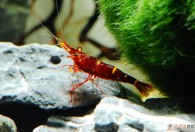 宠物虾怎么养 宠物虾的养殖方法