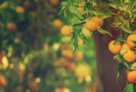 橘子种出来怎么才可以结果 橘子种子怎么种才可以结果