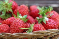 草莓苗怎么种存活率才高 如何种植草莓苗