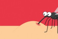 蚊子拼音怎么拼写 蚊子拼音如何拼写