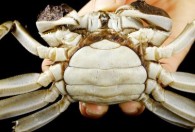 螃蟹什么季节最肥最好吃 螃蟹几月份最肥最好吃