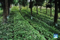 林下药用植物野生化培育类型有哪些 林下药用植物野生化培育类型有哪些介绍
