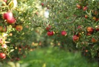 苹果盆栽种植技术与注意事项 苹果盆栽种植技术与注意事项是什么