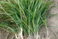 快速种植麦冬技巧 正确种植麦冬苗的教程