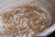 野生小米虾怎么养 野生小米虾的养殖方法