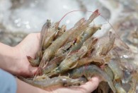 捕河虾用什么饵料最好 河虾用哪种诱饵捕的多