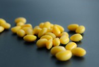 种黄豆步骤和过程 如何种黄豆